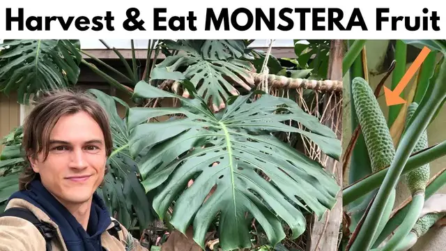 Video thumbnail for Monstera deliciosa Plant Fruit - How to Harvest the Fruit, Ripen It and What it Tastes Like