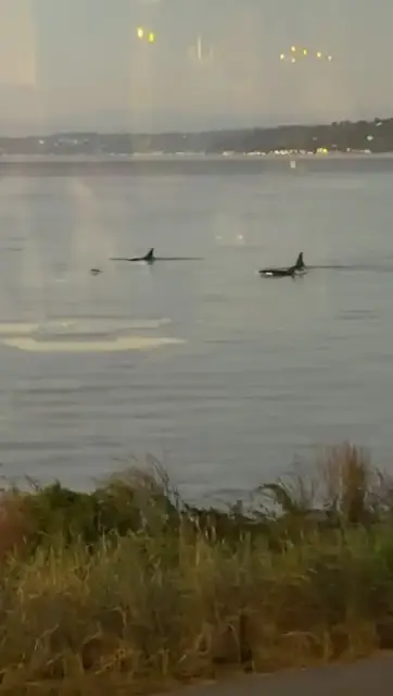 Video thumbnail for Orca Pod Glides Past a Waterfront Restaurant in Tacoma