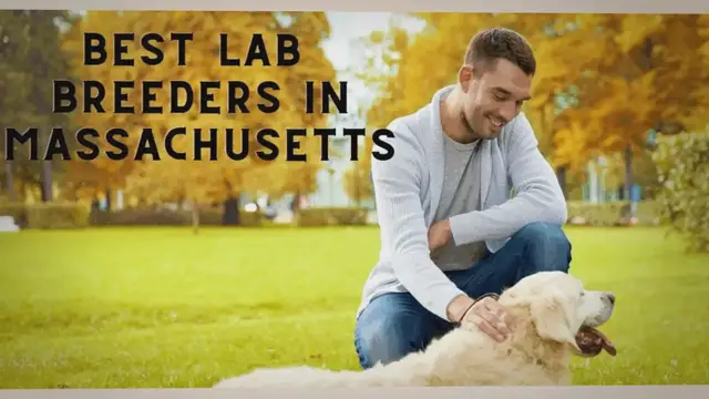 Video thumbnail for 10 Best Lab Breeders In Massachusetts In 2023 (Trusted)
