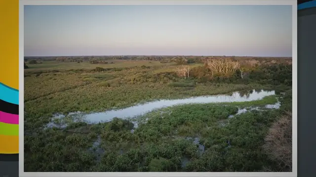 Video thumbnail for Animals in the Everglades: Discovering a Unique Ecosystem and How You Can Help Preserve It