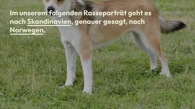 Video thumbnail for Norwegischer Lundehund im Rassen-Porträt (Mit Bildern)
