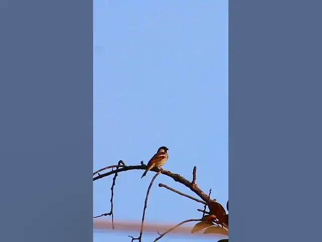 Video thumbnail for Sparrow in village #dovebird #smallbird #birds #bird #shortdove #nestdove #babiesdove