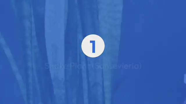 Video thumbnail for Low Light Indoor Plants