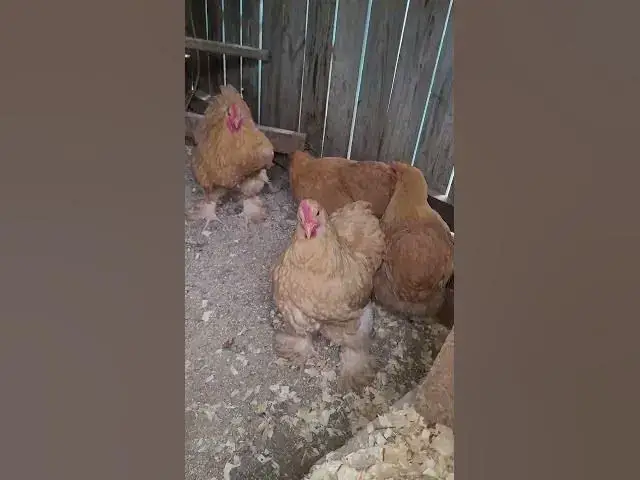 Video thumbnail for New Birds!! Standard Buff Cochin Chickens #Shorts