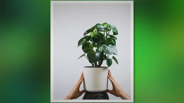 Video thumbnail for Peperomia Care: Expert Tips for Perfect Little Plants