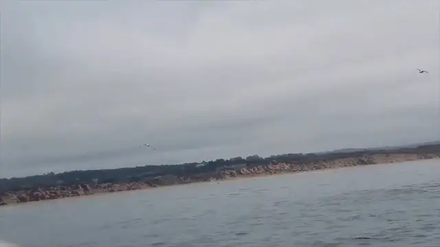 Video thumbnail for Whale Breaches On Boat Scraping Off Barnacles | Wild-ish TV