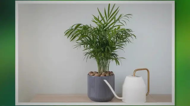 Video thumbnail for Parlor Palm Care: Guide to a Lush Indoor Tropical Oasis