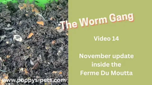 Video thumbnail for Video 14:  November Update - The Worms Have a Never-Ending Appetite Still - Ferme Du Moutta