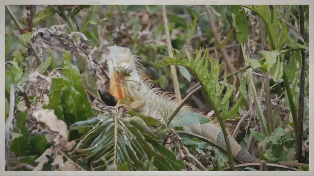 Video thumbnail for The Iguana Eco Foundation: Preserving Belize's Biodiversity through Sustainable Initiatives and Community Engagement