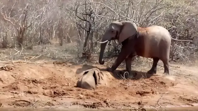 Video thumbnail for Baby Elephant Rescued From Mud Pit In Zimbabwe | Wild-ish TV