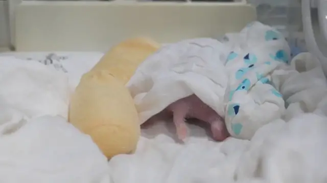 Video thumbnail for China: First giant panda twins of 2026 born at Chinese conservation center.