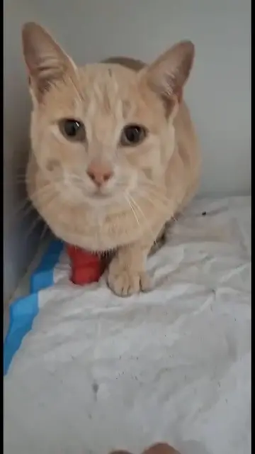 Video thumbnail for Garfield braucht Hilfe!