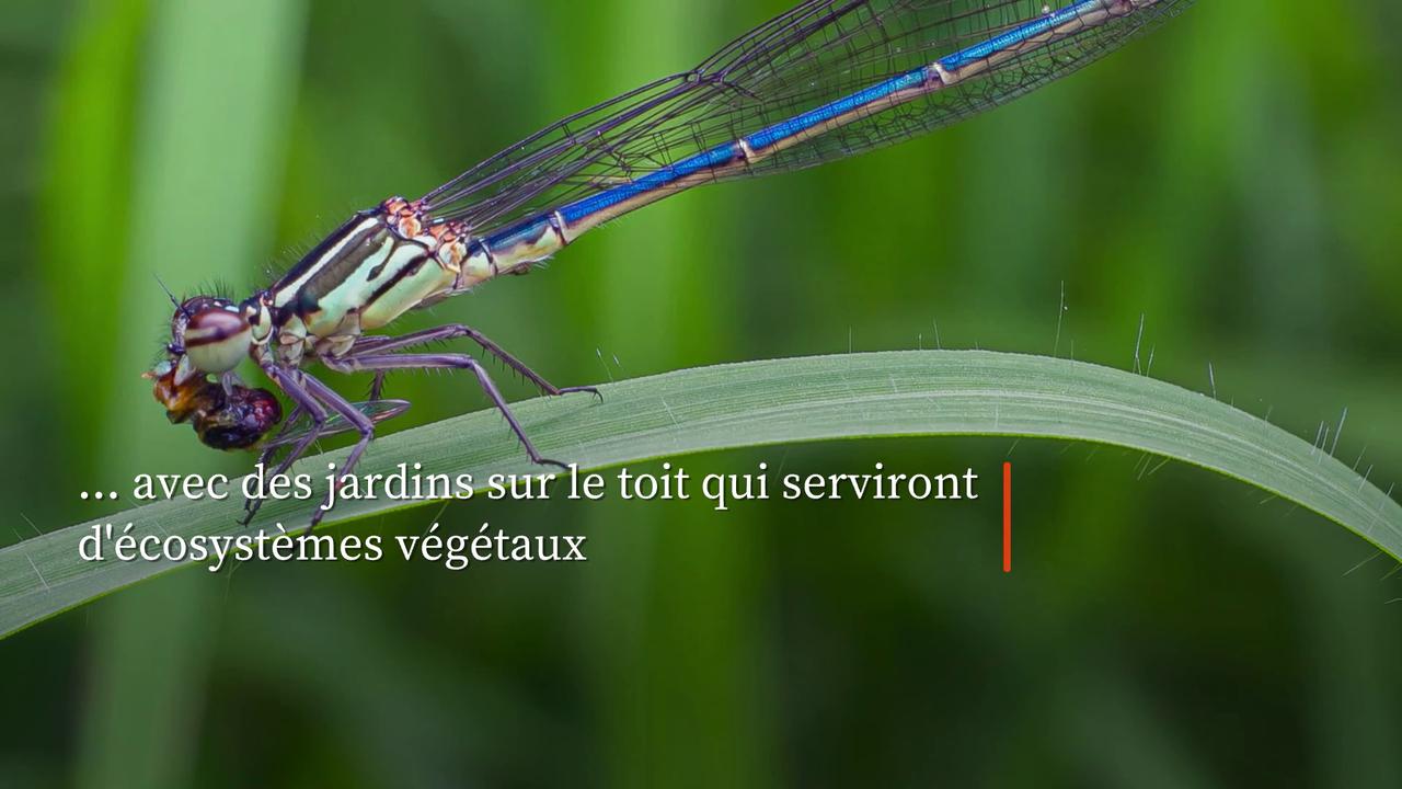 Video thumbnail for Zac Efron: tout sur sa maison éco-responsable en Australie.
