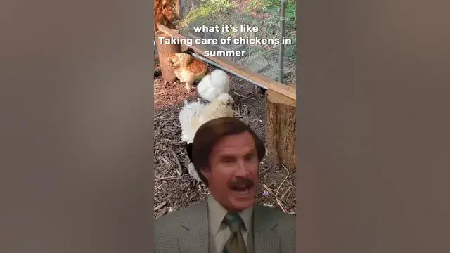 'Video thumbnail for Caring for Backyard Chickens In the summer heat #backyardchickens #homesteading #chickencare #garden'