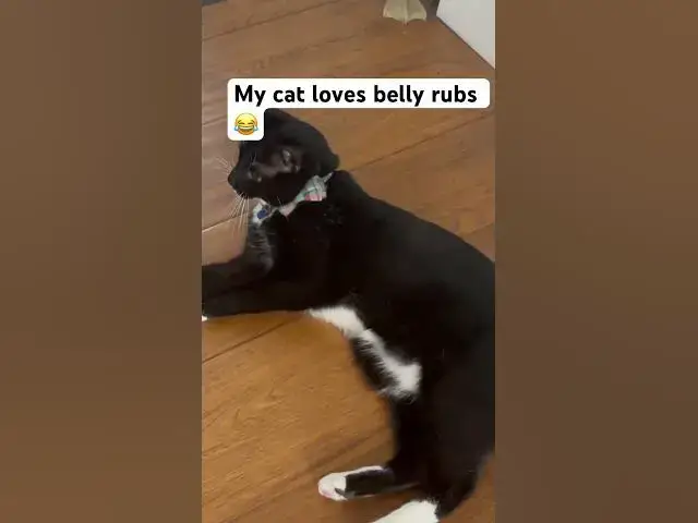 Video thumbnail for He’s so cute honestly 🥹#cat#fyp#goviral #catlovers #subscribe