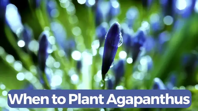 Video thumbnail for When to Plant Agapanthus