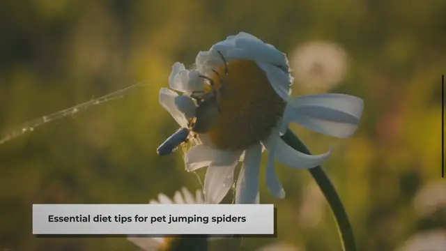 Video thumbnail for Feeding Your Pet Jumping Spider: A Quick Guide