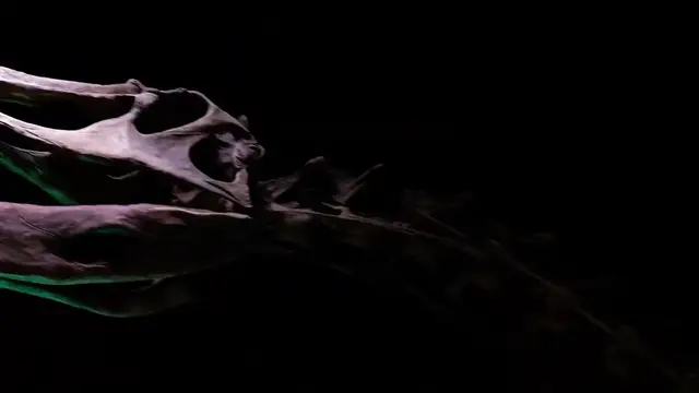 'Video thumbnail for Ultimate Dinosaurs Exhibit at Discovery Place Science - Charlotte, NC'