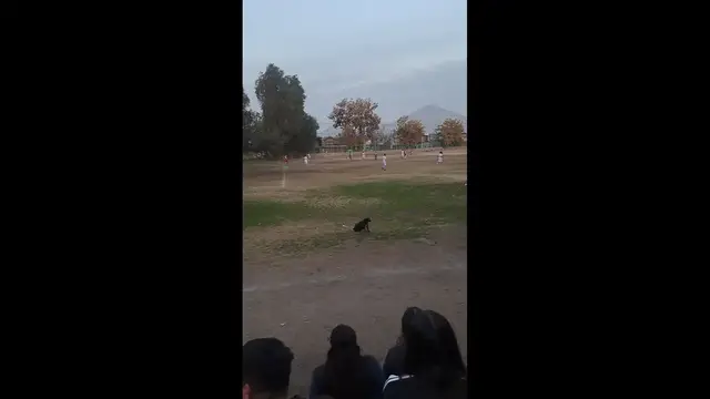Video thumbnail for Dog Spins on Cue at Chile Baseball Game