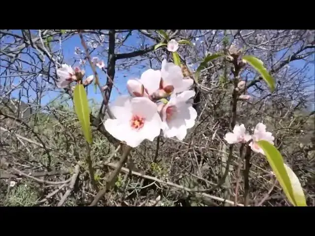 Video thumbnail for Almonds tree Blooms flowers