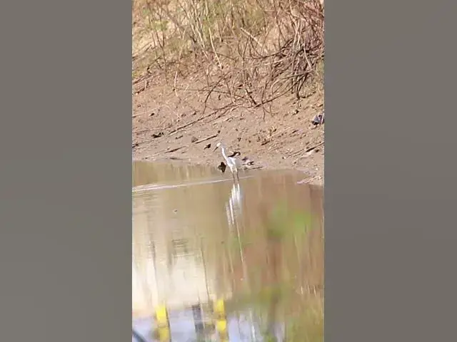 Video thumbnail for White Bird catch Fish 4 dovebird #smallbird #birds #bird #shortdove #nestdove #babiesdove