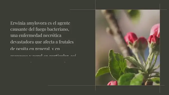 Video thumbnail for El fuego bacteriano