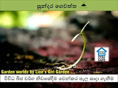 'Video thumbnail for 17 : සුන්දර ගෙවත්ත | විවිධ බිජ වර්ග නිවසේමදී වෙන්කර පැල සාදා ගැනීම | 2020-05-21'