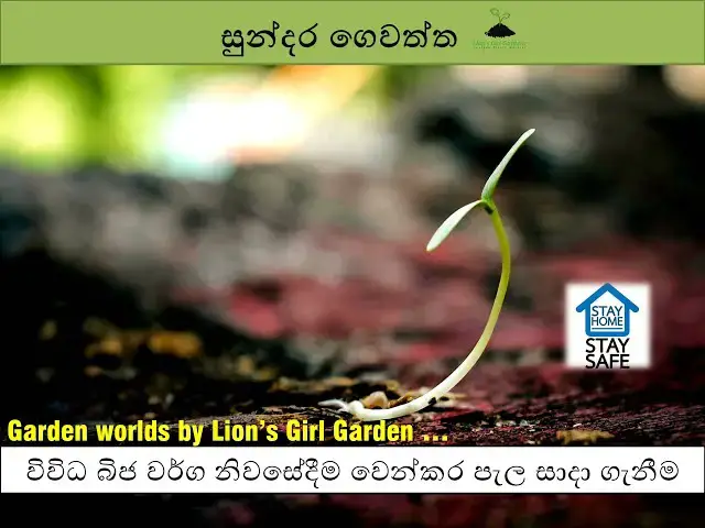 'Video thumbnail for 17 : සුන්දර ගෙවත්ත | විවිධ බිජ වර්ග නිවසේමදී වෙන්කර පැල සාදා ගැනීම | 2020-05-21'