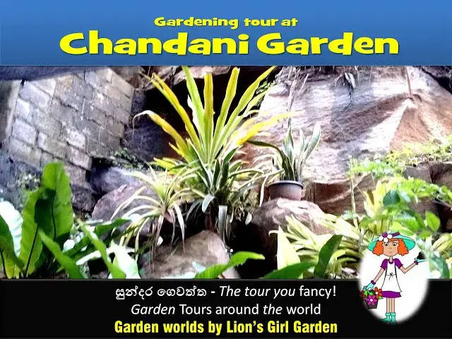 'Video thumbnail for 13 : Chandani Garden tour | Gardeners World by Lions Girl Garden 17-05-2020'