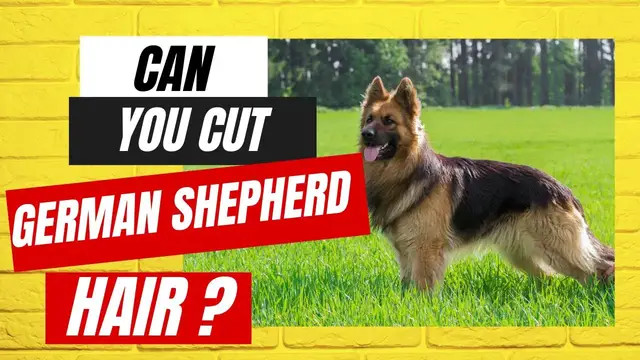 'Video thumbnail for Can You Cut Your German Shepherd Hair?'