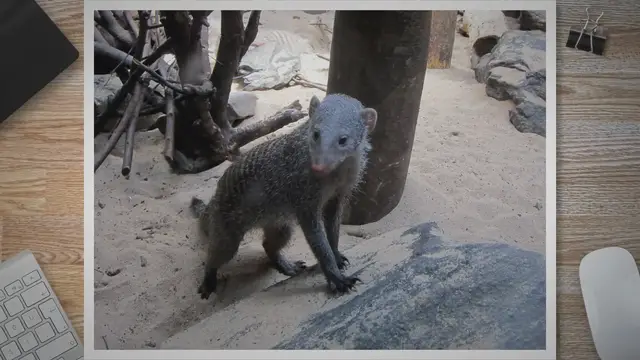 Video thumbnail for What Animal Eats Mongoose? Unveiling the Mongoose's Predators and the Circle of Life