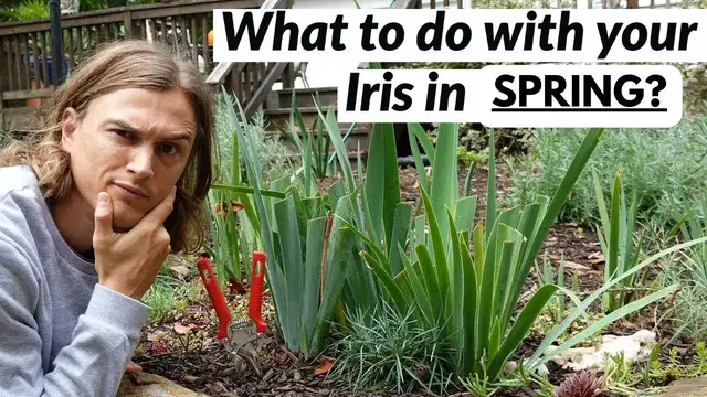 Video thumbnail for Iris Spring Clean Up for German Bearded Iris Germanic