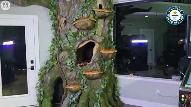 'Video thumbnail for Tallest residential cat-scratching tree - 4.9m (16 ft 1 in) by Will Powers'