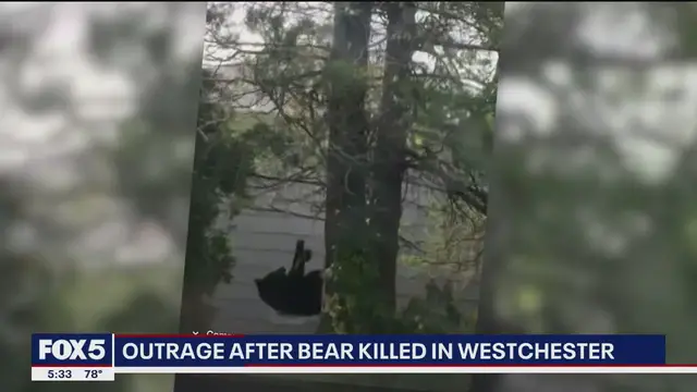 Video thumbnail for Westchester residents outraged after black bear killed