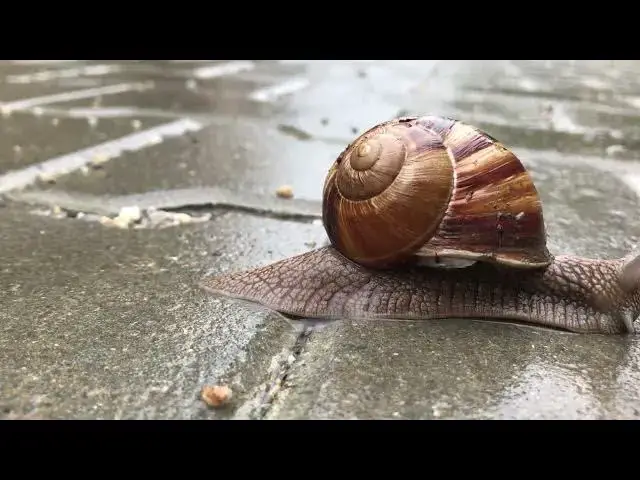 Video thumbnail for  Snails