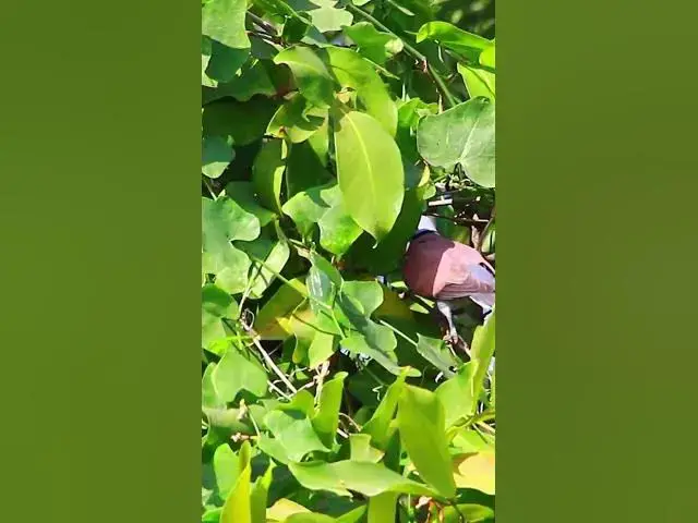 Video thumbnail for Wild bird eat fruit 8  #dovebird #smallbird #birds #bird #shortdove #nestdove #babiesdove