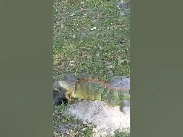 'Video thumbnail for Big Lizard Iguana #Animals #Lizards #iguana'
