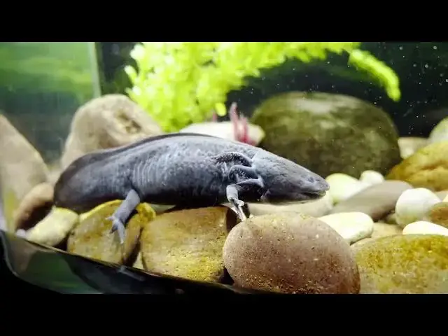 'Video thumbnail for The Symbolism of Axolotls: From Ancient Mythology to Modern Science'