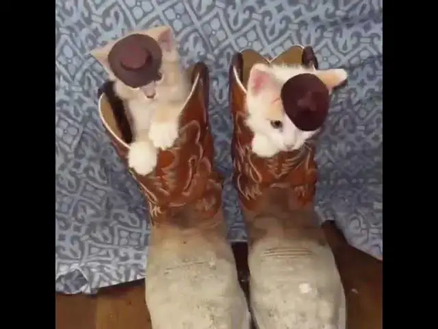 Video thumbnail for very the silly pinkcore