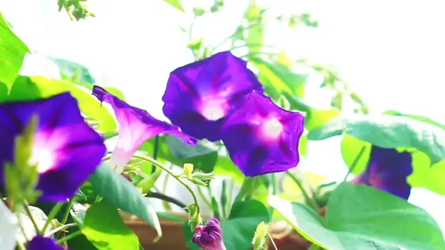 Video thumbnail for Growing Morning Glories