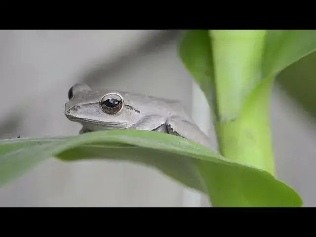 'Video thumbnail for The Fascinating Relationship Between Frogs and Spiders'