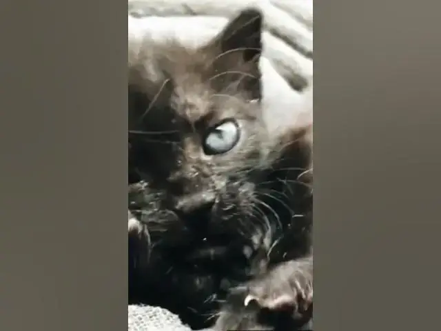 Video thumbnail for Miau mio meow gatitos #cute