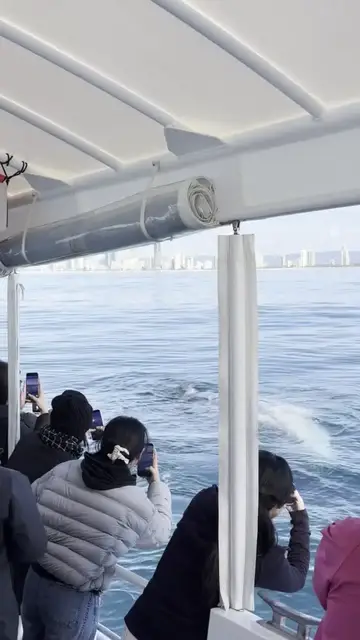 Video thumbnail for Playful Humpback Whale Beside a Gold Coast Cruise Boat