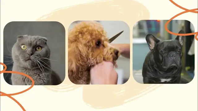 'Video thumbnail for Discover Joyful Paws: Unleash the World of Pet Happiness!'