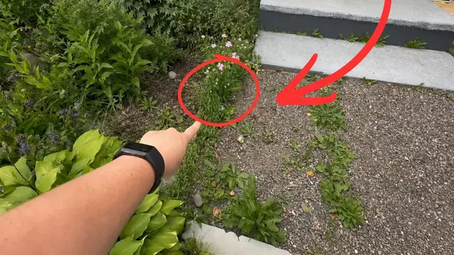 Video thumbnail for She Hated Her Front Walkway So Look What She Did!