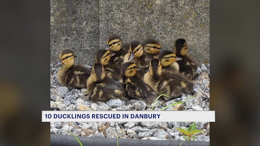 Video thumbnail for Ducklings reunited with worried moms following rescues in Westport and Danbury