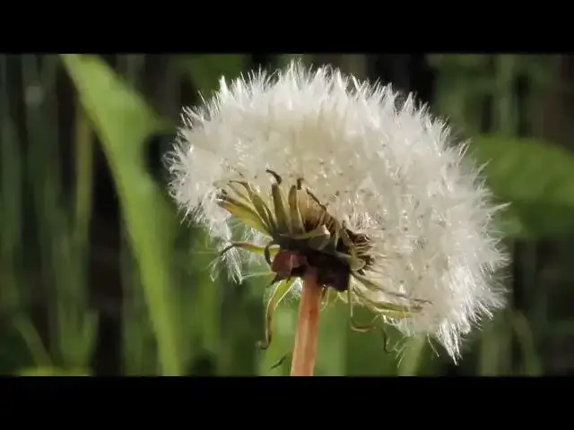 Video thumbnail for Time lapse Dandelion from flowers to seeds