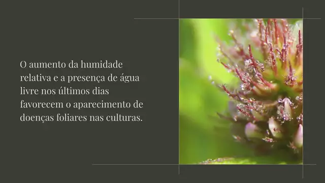 Video thumbnail for Botrytis cinerea, o agente patogénico mais amplamente distribuído no mundo