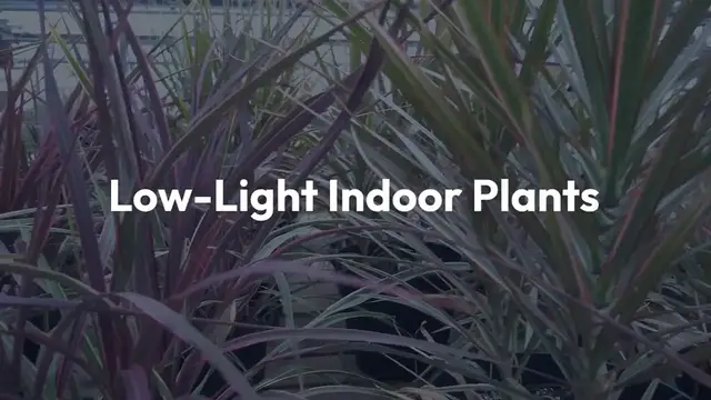 Video thumbnail for Low Light Indoor Plants