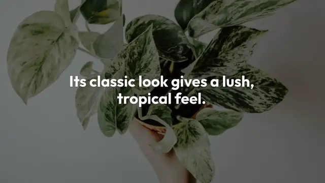 Video thumbnail for Golden Pothos vs Neon Pothos